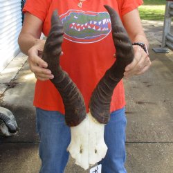 22" Horns on Male Red Hartebeest Skull Plate - $60