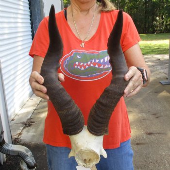 22" Horns on Male Red Hartebeest Skull Plate - $60