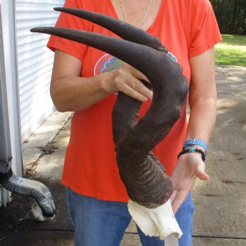 22" Horns on Male Red Hartebeest Skull Plate - $60