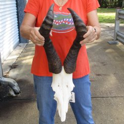 20" Horns on Male Red Hartebeest Skull Plate - $60