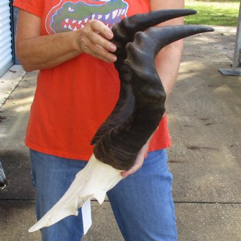 20" Horns on Male Red Hartebeest Skull Plate - $60