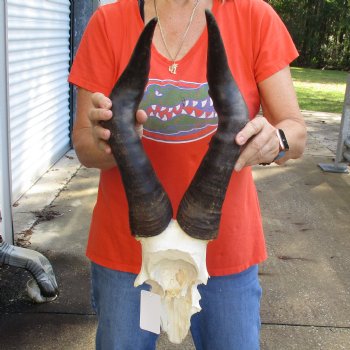 20" Horns on Male Red Hartebeest Skull Plate - $60