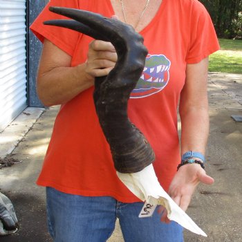 20" Horns on Male Red Hartebeest Skull Plate - $60