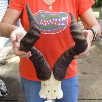 21" Horns on B-Grade Male Red Hartebeest Skull Plate - $40