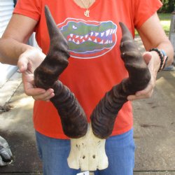 21" Horns on B-Grade Male Red Hartebeest Skull Plate - $40