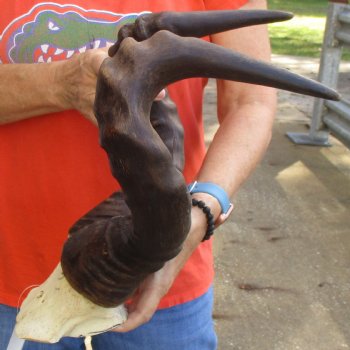 21" Horns on B-Grade Male Red Hartebeest Skull Plate - $40