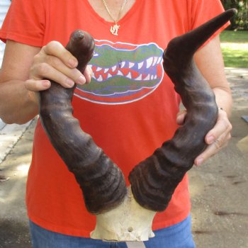 21" Horns on B-Grade Male Red Hartebeest Skull Plate - $40