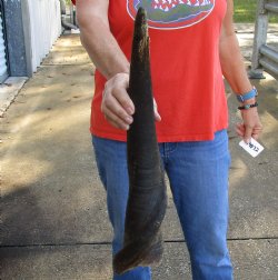 Authentic 22 inch African Male Eland horn for Sale $25