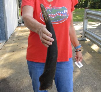 Authentic 22 inch African Male Eland horn for Sale $25