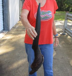 34 inch African Male Eland horn for Sale $35