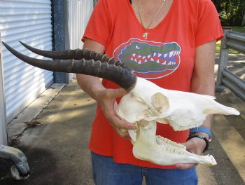 Genuine Female Blesbok Skull and horns with mandible for sale - Horns 12 inches - $80