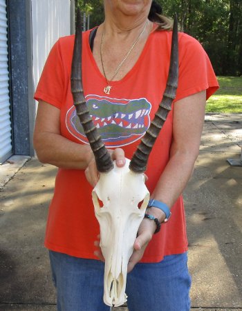 Genuine Female Blesbok Skull and horns with mandible for sale - Horns 12 inches - $80