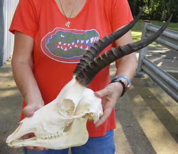 Genuine Female Blesbok Skull and horns with mandible for sale - Horns 12 inches - $80