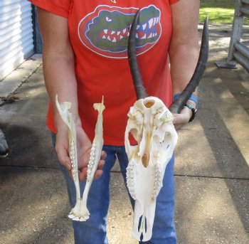 Genuine Female Blesbok Skull and horns with mandible for sale - Horns 12 inches - $80