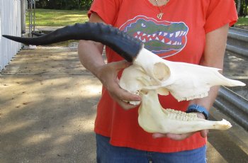 Authentic Male Blesbok Skull and horns with mandible for sale - Horns 14 inches - $85 