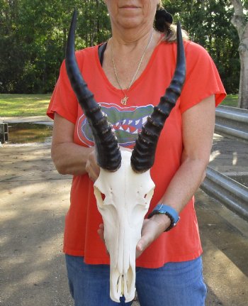 Authentic Male Blesbok Skull and horns with mandible for sale - Horns 14 inches - $85 