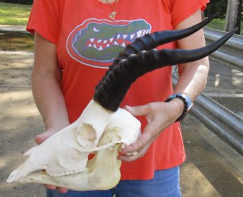 Authentic Male Blesbok Skull and horns with mandible for sale - Horns 14 inches - $85 