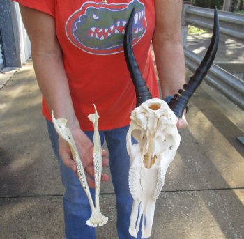 Authentic Male Blesbok Skull and horns with mandible for sale - Horns 14 inches - $85 