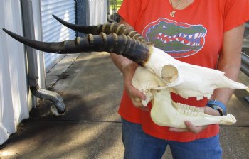 For Sale Male Blesbok Skull and horns with mandible for sale - Horns 15 inches - $85