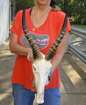 For Sale Male Blesbok Skull and horns with mandible for sale - Horns 15 inches - $85