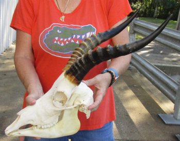 For Sale Male Blesbok Skull and horns with mandible for sale - Horns 15 inches - $85