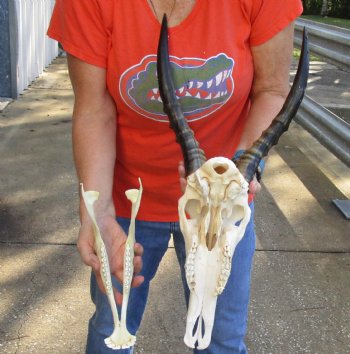 For Sale Male Blesbok Skull and horns with mandible for sale - Horns 15 inches - $85