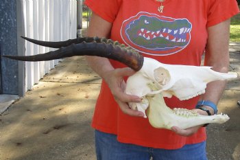 Genuine Female Blesbok Skull and horns with mandible for sale - Horns 14 inches - $80