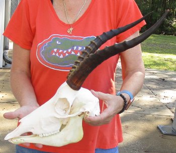 Genuine Female Blesbok Skull and horns with mandible for sale - Horns 14 inches - $80