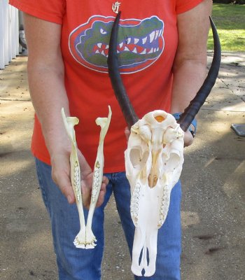 Genuine Female Blesbok Skull and horns with mandible for sale - Horns 14 inches - $80