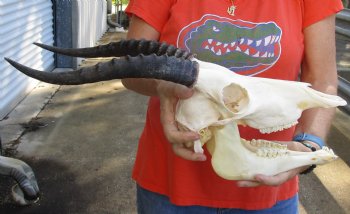 Genuine Female Blesbok Skull and horns with mandible for sale - Horns 12 inches - $80