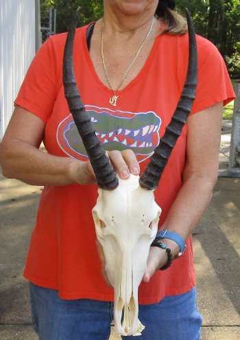 Genuine Female Blesbok Skull and horns with mandible for sale - Horns 14 inches - $80