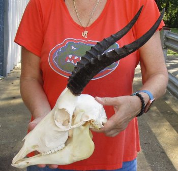 Genuine Female Blesbok Skull and horns with mandible for sale - Horns 12 inches - $80