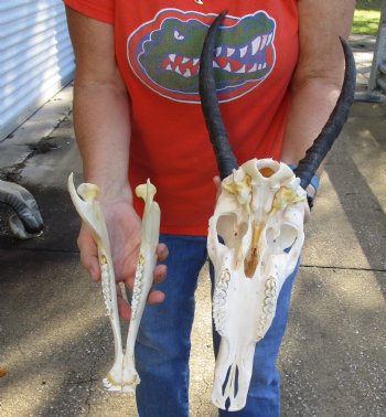 Genuine Female Blesbok Skull and horns with mandible for sale - Horns 12 inches - $80