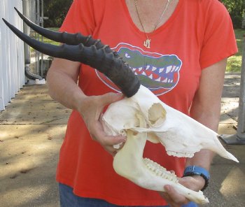 Female Blesbok Skull and horns with mandible available for sale - Horns 13 inches - $80