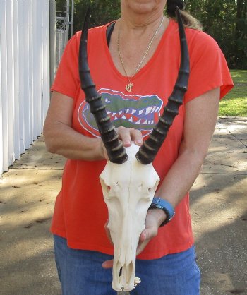 Female Blesbok Skull and horns with mandible available for sale - Horns 13 inches - $80