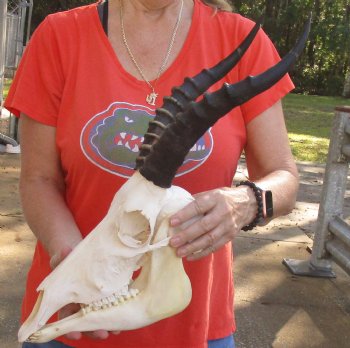 Female Blesbok Skull and horns with mandible available for sale - Horns 13 inches - $80