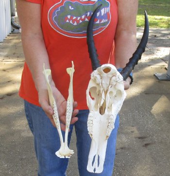 Female Blesbok Skull and horns with mandible available for sale - Horns 13 inches - $80