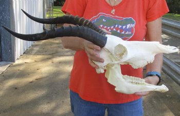 Genuine Female Blesbok Skull and horns with mandible for sale - Horns 14 inches - $80