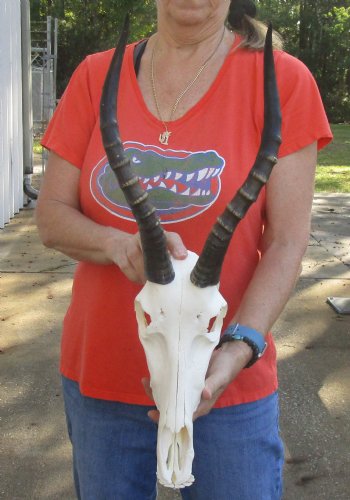 Genuine Female Blesbok Skull and horns with mandible for sale - Horns 14 inches - $80