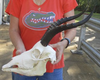 Genuine Female Blesbok Skull and horns with mandible for sale - Horns 14 inches - $80