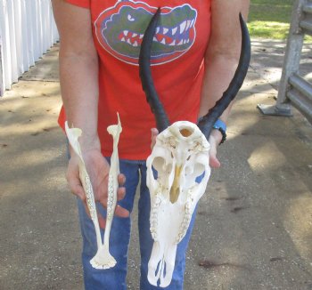 Genuine Female Blesbok Skull and horns with mandible for sale - Horns 14 inches - $80