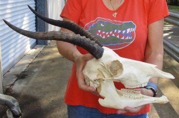 Genuine Female Blesbok Skull and horns with mandible for sale - Horns 12 inches - $80