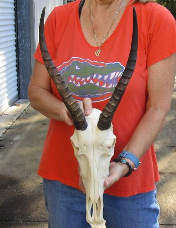 Genuine Female Blesbok Skull and horns with mandible for sale - Horns 12 inches - $80