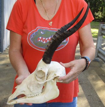 Genuine Female Blesbok Skull and horns with mandible for sale - Horns 12 inches - $80