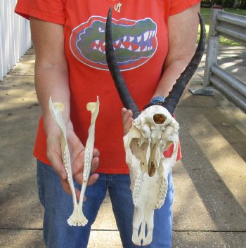 Genuine Female Blesbok Skull and horns with mandible for sale - Horns 12 inches - $80