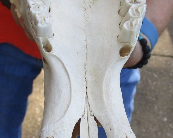 Genuine Female Blesbok Skull and horns with mandible for sale - Horns 12 inches - $80