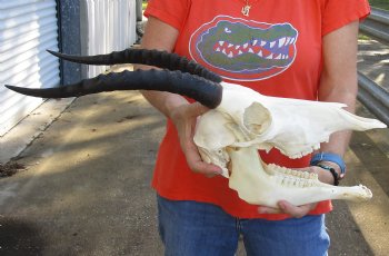 Female Blesbok Skull and horns with mandible available for sale - Horns 13 inches - $80