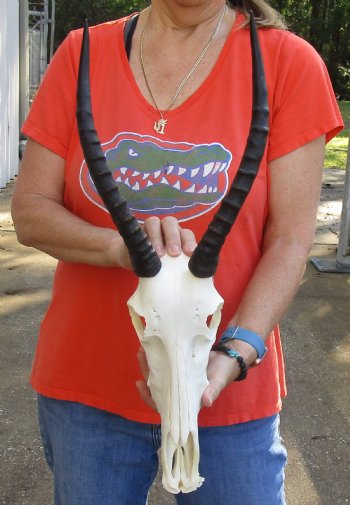 Female Blesbok Skull and horns with mandible available for sale - Horns 13 inches - $80