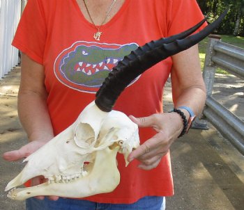 Female Blesbok Skull and horns with mandible available for sale - Horns 13 inches - $80