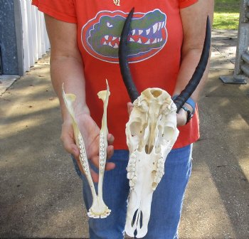 Female Blesbok Skull and horns with mandible available for sale - Horns 13 inches - $80